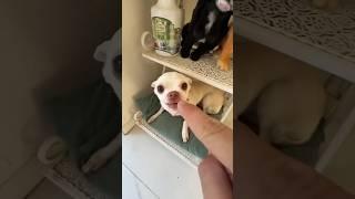 ‍⬛Con chó tài năng được nhận nuôi - Talenteddog adopted #shorts​#funny​ #dogplaying​ #catplaying​
