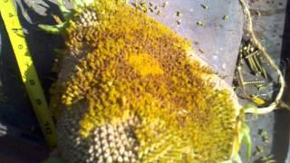 Giant sunflower,