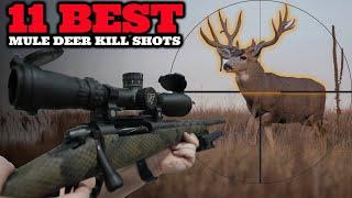 11 Epic Mule Deer Hunts: The Best Shots & Highlights