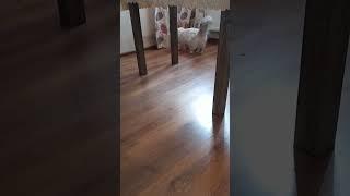 БЭЛЬ"-встретили НОВЫЙ ГОД!?..и кушать нечего..."