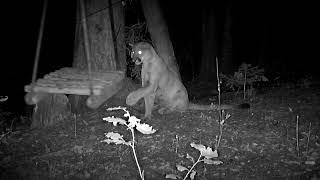 Mountain Lion Plays With Swing