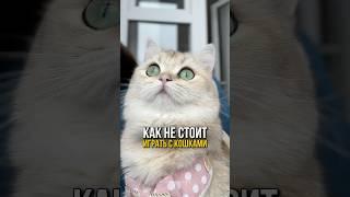 Так играть с кошкой НЕЛЬЗЯ! Вот почему она вас царапает