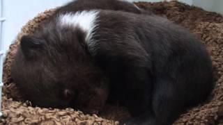 Abandoned bear cub brothers given a new home