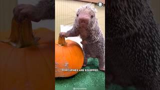 Porcupine  Don't Mess With Their Quills!