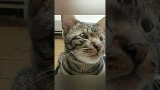 Kittupie#shorts #youtubeshorts #cat#animalshorts