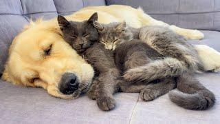 Amazing Love Between Golden Retriever and Two Adorable Kittens!