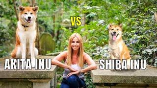 AKITA INU vs SHIBA INU - Aggressive Hunting Dogs?