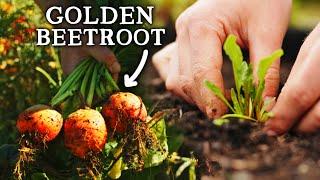 How to Grow Beetroot | 2 EASY Methods