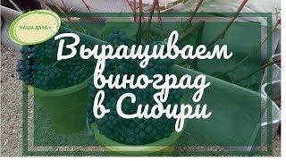 Выращиваем виноград в Сибири.  Часть 1. Опыт Матвеевой Оксаны