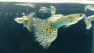 BLUE KING COBRA High Breed Guppy Fish (MALAPPURAM Fish Loves) SUBSCRIBE NOW