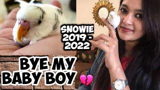 Last Moments With My Budgie Snowie || Shabu's Vlog Pets World