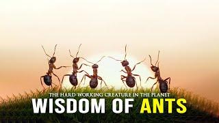 Wisdom Of The Ants - Best Motivational Video