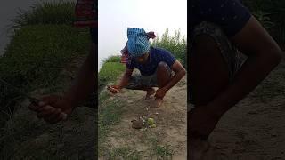 Farmer's Rat Killing 97 #shortsfeed #rattrap #farming #survival #viralvideo #hunt