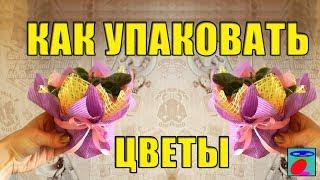 Оформляем фиалку на подарок! Как упаковать цветы. Мастер класс по флористике.