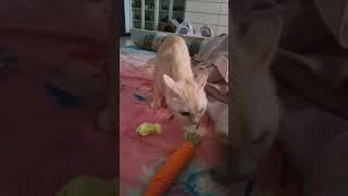 Cute and sweet cat confused about which toy to play with.