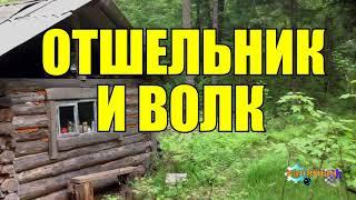 ОТШЕЛЬНИК И ВОЛК | ЖИЗНЬ В ТАЙГЕ | ВОЛК СПАС ЧЕЛОВЕКА