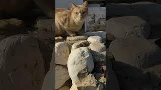 Рыжий кот Мяу прыгнул  Red cat Meow jump  Lustige katze 猫 Kucing lucu 面白い猫 Gato engraçado gracioso