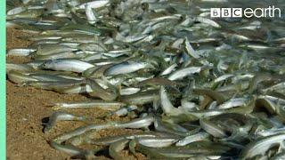 Why Are These Fish Beaching Themselves? | BBC Earth