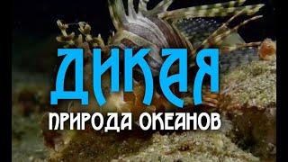 Дикая природа океанов 2 часть   Wildlife of the oceans 2 part