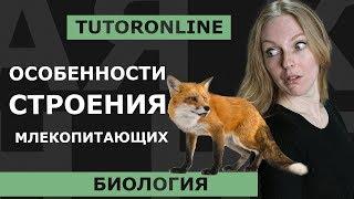 Биология | Особенности строения млекопитающих