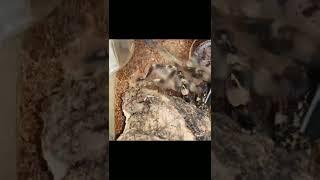 пауки которых можно держать дома #shorts #spider #tarantula