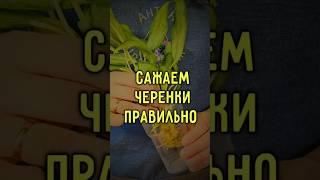 Как правильно посадить черенки