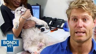 Pets Surviving Unbelievable Falls️ Best Of Bondi Vet | Compilation