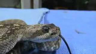 Rattlesnakes of the Desert South West Part 1