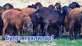 Бугоз тухлилар ! Шошилинг! 914725851️ 993775851️