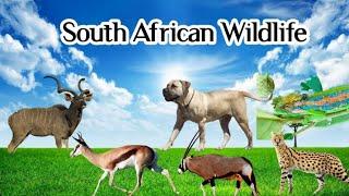 South African Wildlife. Wildlife of South Africa. part 1.