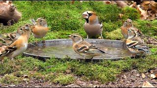 Лесные птицы у водопоя / Birds.