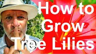 How to Grow Giant Tree Lilies