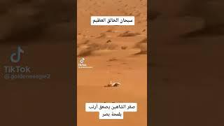 сокол сапсан#shorts #shortvideo