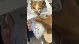 Cat’s tall clipped off by elevator #shortvideo #animals #rescue #cute #cat