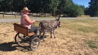 Donkey Driving Fun