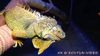 © 4К. Игуана обыкновенная или зеленая  (Iguana iguana) // The green iguana, common iguana