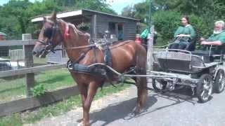 What age should you break a horse to drive? Immature horses etc.