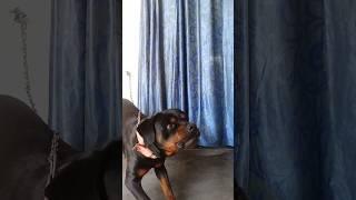 DOLLAR ’s barking sound #angry #rottweiler #dollar || DOLLAR (Rottweiler) Official ||