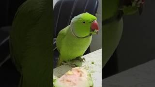 प्यारे मिट्ठू  #parrot #alexander #talkingparrot #cute #alexanderparrot #birds #funny #anuandsuji