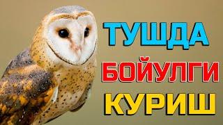 Туш табири - Тушда бойугли куриш