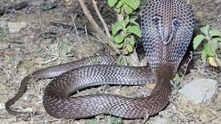 Cobra And Two Rat Snake Rescue Video From Betul, Madhya Pradesh