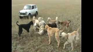 Wolf hunting with dogs,охота с борзыми