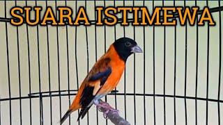 RED SISKIN GACOR SUARA JERNIH, COCOK UNTUK MASTERAN !!!