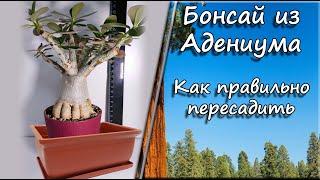 Бонсай из Адениума. Как правильно пересадить