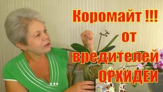 КАК ИЗБАВИТЬСЯ от КЛЕЩА и других ВРЕДИТЕЛЕЙ Орхидеи!!! КОРОМАЙТ - ЯПОНСКИЙ ПРЕПАРАТ для ОБРАБОТКИ