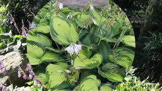 Hosta (Hosta spp.) - Plant Identification