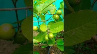 Fruits of my garden  #farming #gardening #harvesting