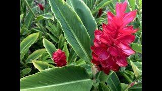 Strange but Beautiful Ginger Flowers