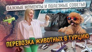 Перевозка Животных в Турцию: Важные Моменты и Полезные Советы!