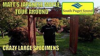 Tour the Japanese Maples at South Puget Sound Community College with Matt